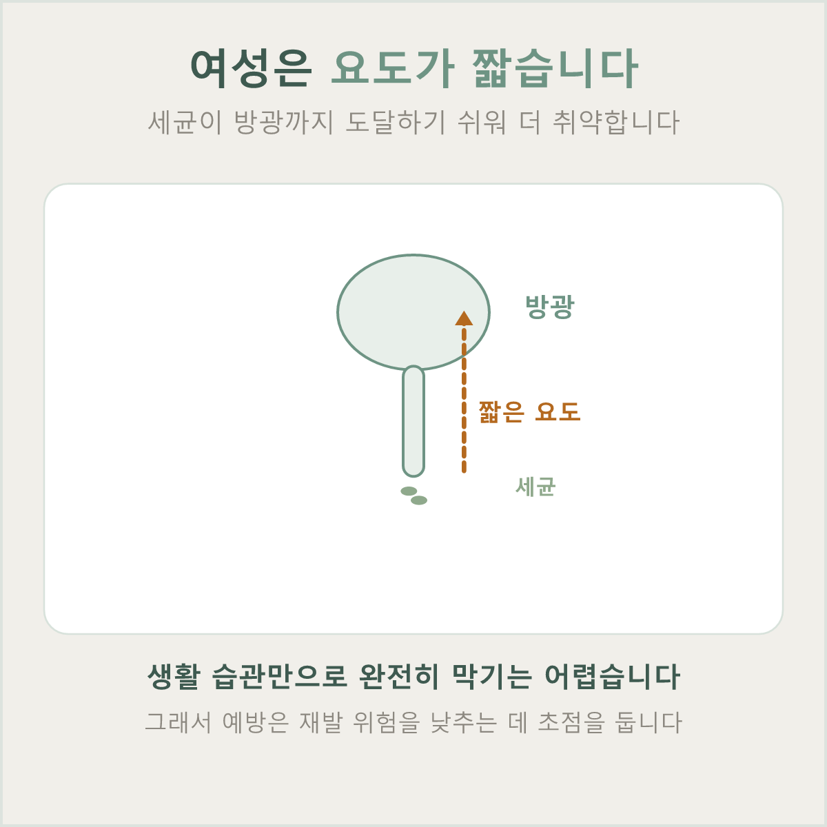 여성은 요도가 짧아 세균이 방광까지 도달하기 쉬워 방광염에 더 취약합니다