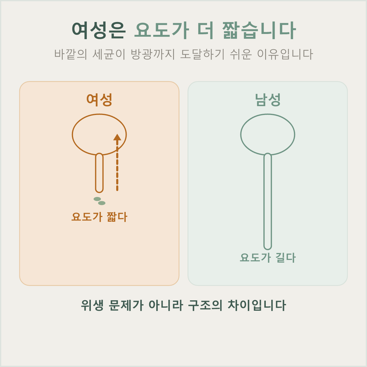 여성은 요도가 남성보다 짧아 세균이 방광까지 도달하기 쉽습니다
