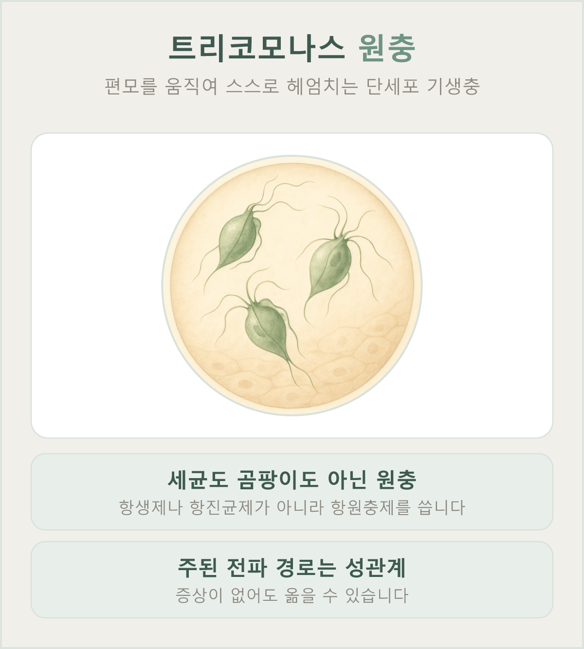 트리코모나스 원충은 편모를 움직여 스스로 헤엄치는 단세포 기생충입니다